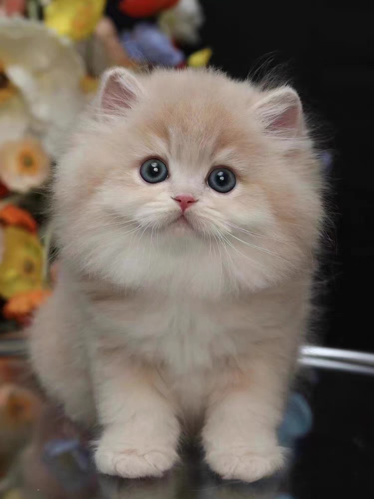 猫舍直销,批发价出售,蓝金渐层